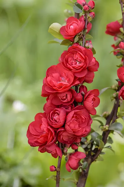 593048 - Chinese quince (Chaenomeles speciosa 'Scarlet Storm')