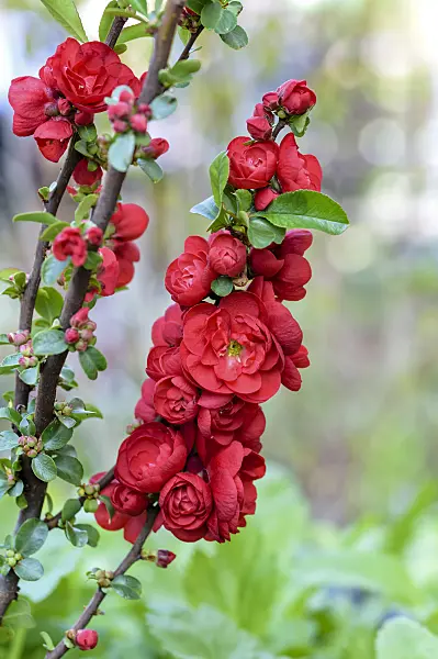 593049 - Chinese quince (Chaenomeles speciosa 'Scarlet Storm')