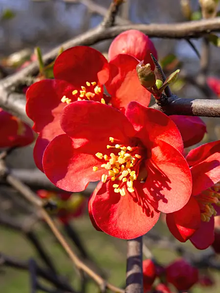 447040 - Chinese quince (Chaenomeles speciosa 'Semperflorens')