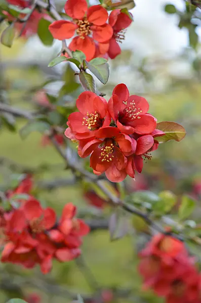 520042 - Chinese quince (Chaenomeles speciosa 'Semperflorens')