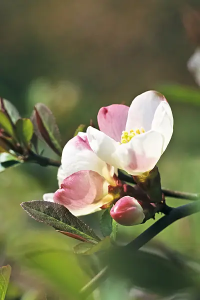 364037 - Chinese quince (Chaenomeles speciosa 'Versicolor')