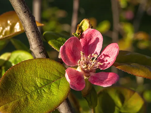 448021 - Chinese quince (Pseudocydonia sinensis syn. Chaenomeles sinensis)