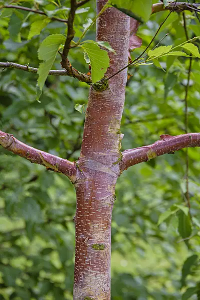 593035 - Chinese red birch (Betula albosinensis 'Alnarp')