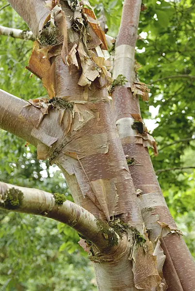 547072 - Chinese red birch (Betula albosinensis var. albosinensis)