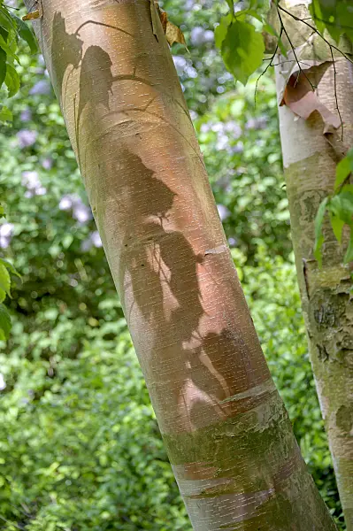 547073 - Chinese red birch (Betula albosinensis var. albosinensis)