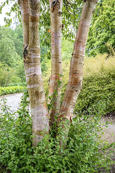607017 - Chinese red birch (Betula albosinensis var. septentrionales)