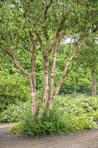 607018 - Chinese red birch (Betula albosinensis var. septentrionales)