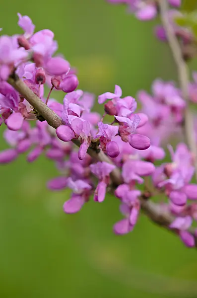 520091 - Chinese redbud (Cercis chinensis)