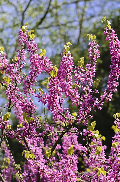 531092 - Chinese redbud (Cercis chinensis)