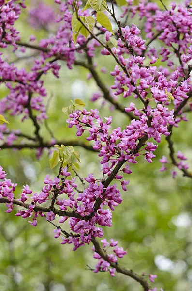 531128 - Chinese redbud (Cercis chinensis)