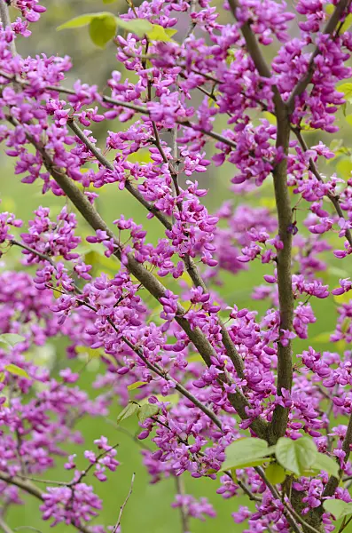 544090 - Chinese redbud (Cercis chinensis)