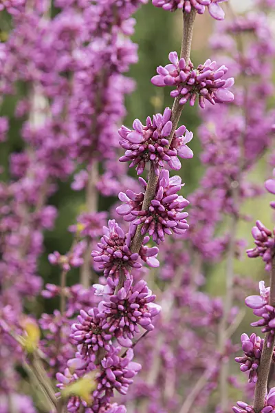616182 - Chinese redbud (Cercis chinensis 'Avondale')
