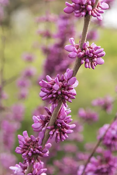 616183 - Chinese redbud (Cercis chinensis 'Avondale')