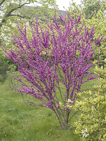 616185 - Chinese redbud (Cercis chinensis 'Avondale')
