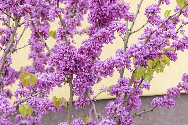 625152 - Chinese redbud (Cercis chinensis 'Avondale')