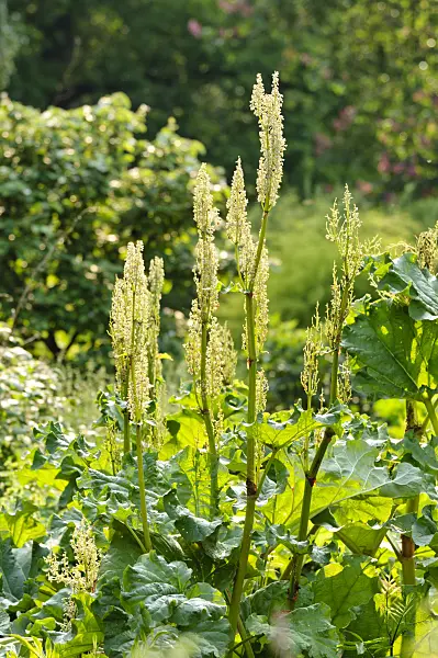 484325 - Chinese rhubarb (Rheum officinale)
