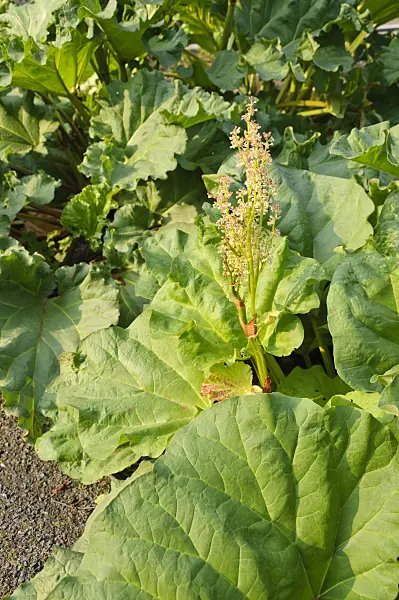484326 - Chinese rhubarb (Rheum officinale)