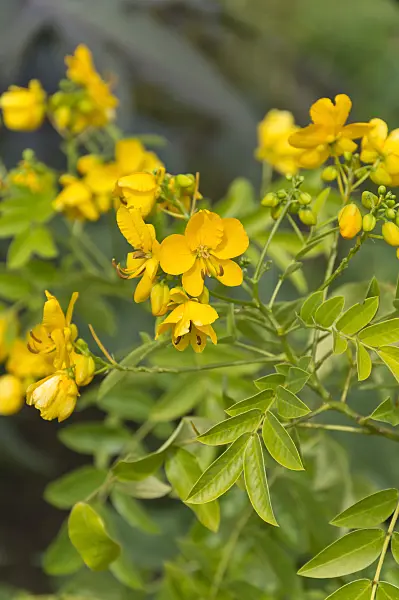 511163 - Chinese senna (Senna tora syn. Cassia tora)