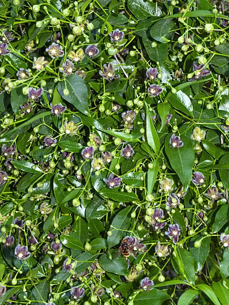 461034 - Chinese silk vine (Periploca sepium)