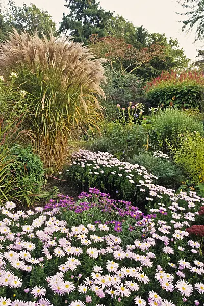 383051 - Chinese silver grass (Miscanthus) and aster (Aster)