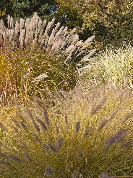418079 - Chinese silver grass (Miscanthus) and fountain grass (Pennisetum)