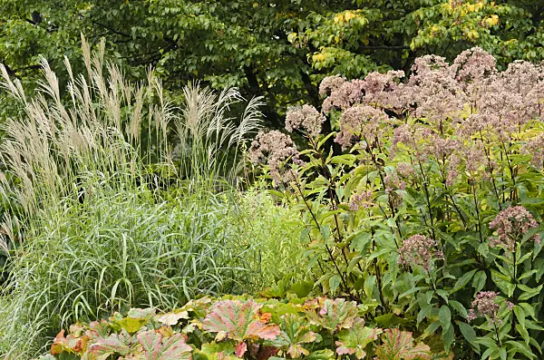 573039 - Chinese silver grass (Miscanthus) and Joe-Pye weed (Eupatorium)