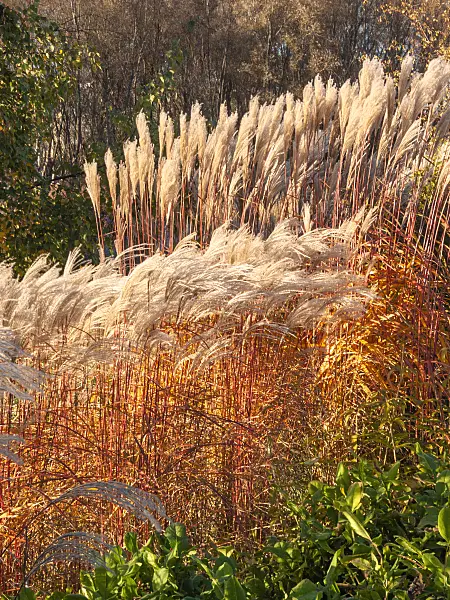 406028 - Chinese silver grass (Miscanthus sinensis)