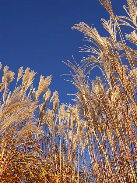 406029 - Chinese silver grass (Miscanthus sinensis)