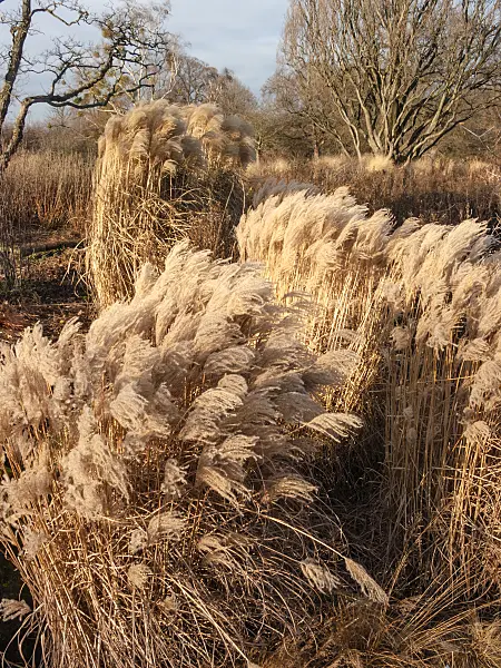 408014 - Chinese silver grass (Miscanthus sinensis)