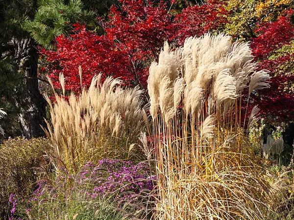 465269 - Chinese silver grass (Miscanthus sinensis)