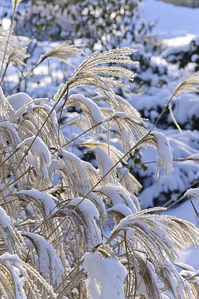 491029 - Chinese silver grass (Miscanthus sinensis)