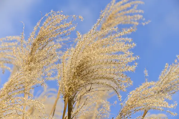 493016 - Chinese silver grass (Miscanthus sinensis)