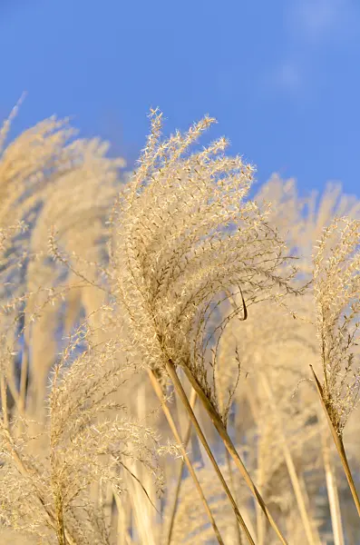 493017 - Chinese silver grass (Miscanthus sinensis)