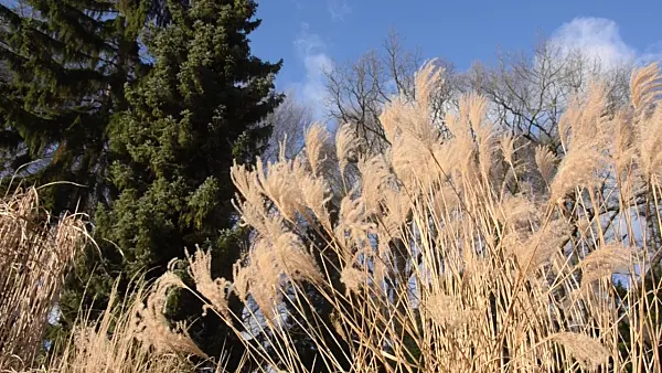493032 - Chinese silver grass (Miscanthus sinensis)