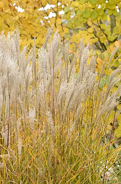 525065 - Chinese silver grass (Miscanthus sinensis)