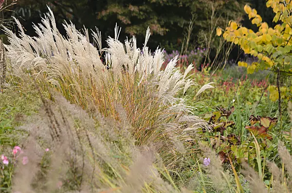 549050 - Chinese silver grass (Miscanthus sinensis)