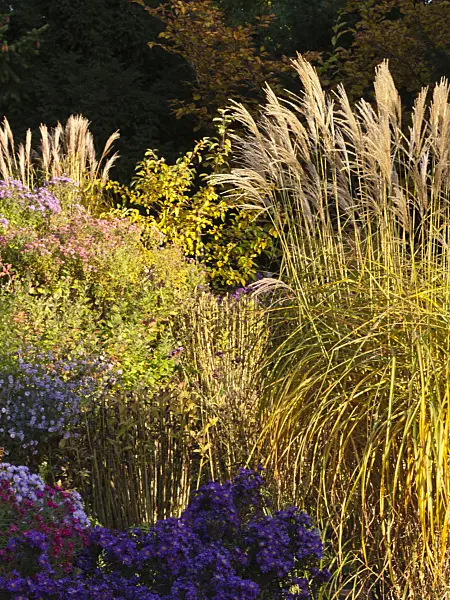 418088 - Chinese silver grass (Miscanthus sinensis) and aster (Aster)