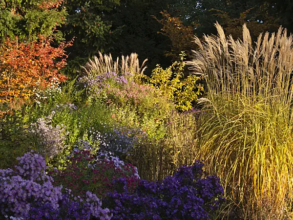418089 - Chinese silver grass (Miscanthus sinensis) and aster (Aster)