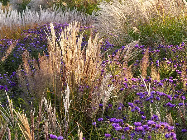 464095 - Chinese silver grass (Miscanthus sinensis) and aster (Aster)