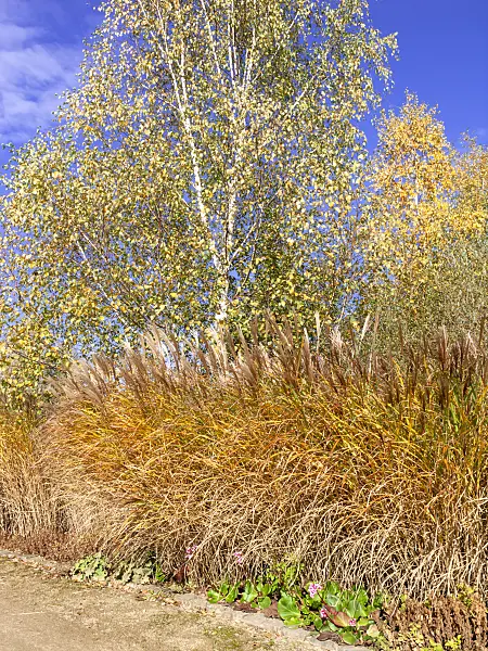465164 - Chinese silver grass (Miscanthus sinensis) and birch (Betula)