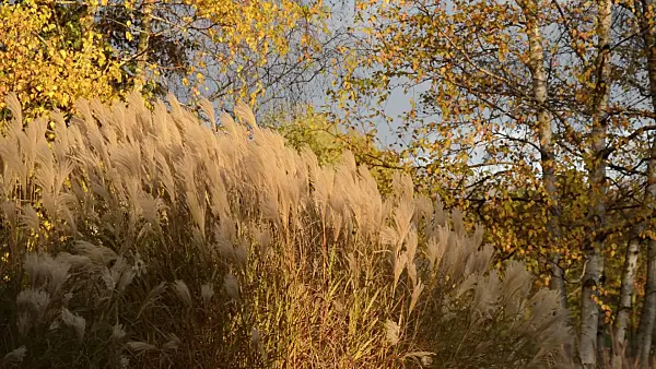 514019 - Chinese silver grass (Miscanthus sinensis) and birches (Betula)