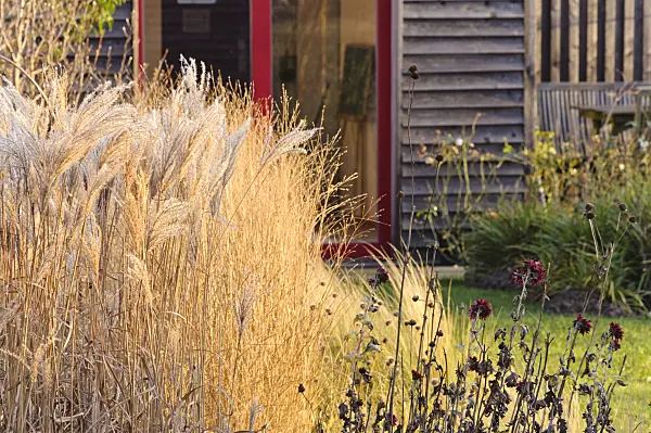 467061 - Chinese silver grass (Miscanthus sinensis) and withered perennials