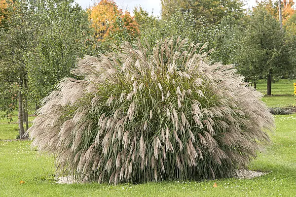616425 - Chinese silver grass (Miscanthus sinensis 'Bogenlampe')