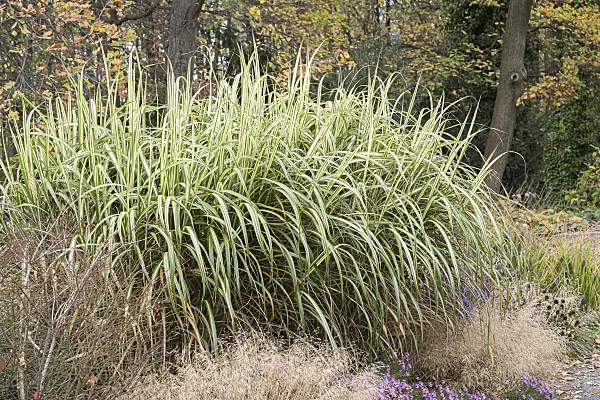 651384 - Chinese silver grass (Miscanthus sinensis 'Cabaret')