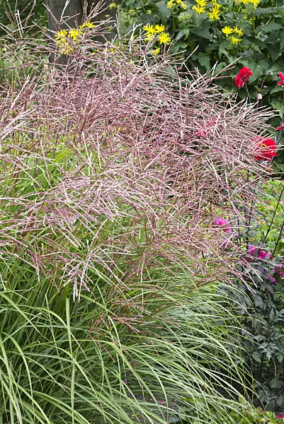 559024 - Chinese silver grass (Miscanthus sinensis 'Ferner Osten')