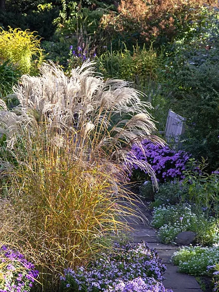 430207 - Chinese silver grass (Miscanthus sinensis 'Flamingo')