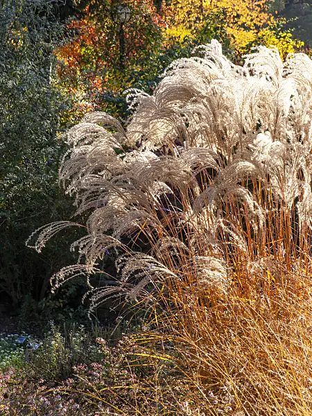 431041 - Chinese silver grass (Miscanthus sinensis 'Flamingo')