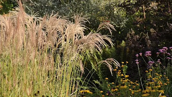 500140 - Chinese silver grass (Miscanthus sinensis 'Flamingo')