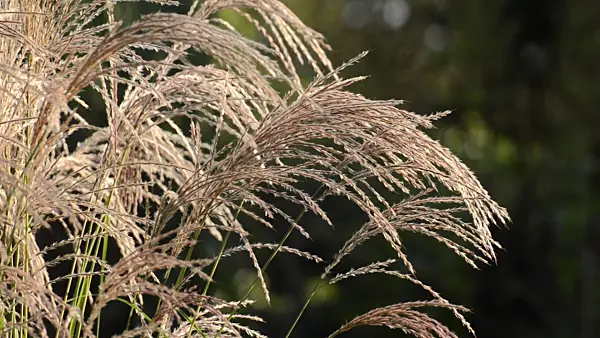 500141 - Chinese silver grass (Miscanthus sinensis 'Flamingo')