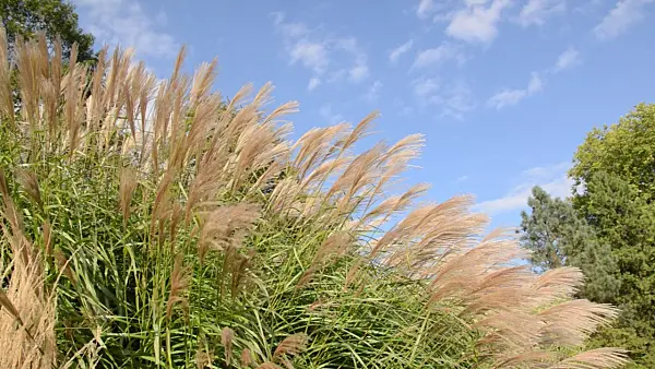 500177 - Chinese silver grass (Miscanthus sinensis 'Flamingo')